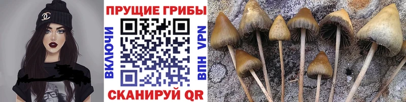 Купить где  Чкаловск  Галлюциногенные грибы мухоморы 
